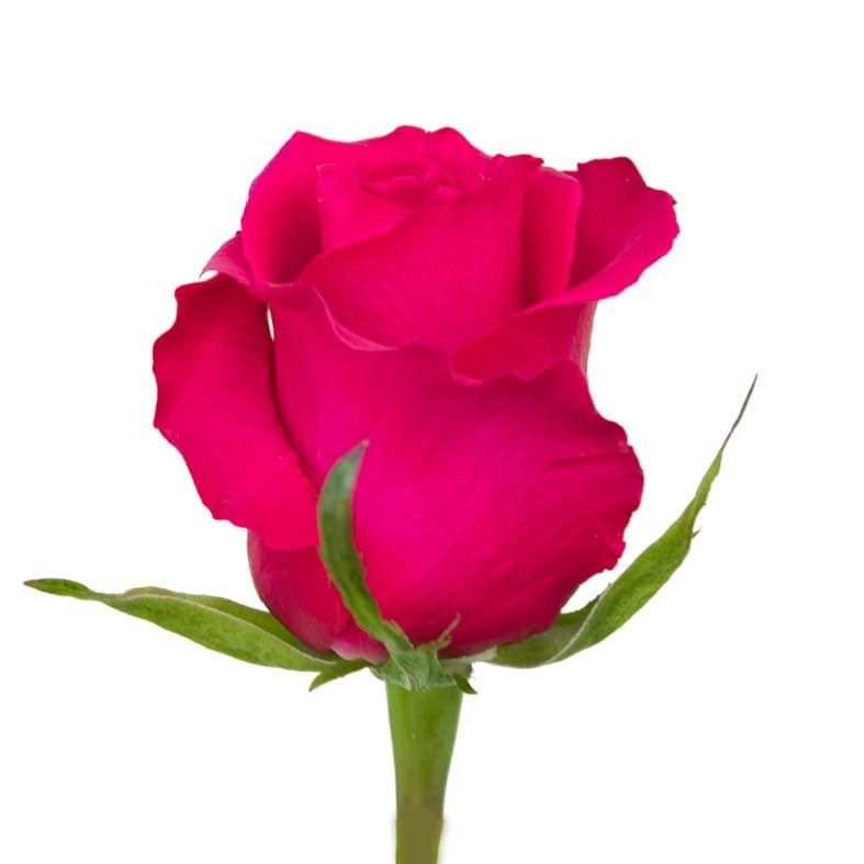 Роза малиновая 60см